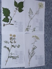 Herbarium Pflanzensammlung; 10 gepresste & bestimmte, Pflanzen selber AUSWÄHLEN comprar usado  Enviando para Brazil