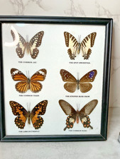 Butterfly entomology taxidermy for sale  Belgrade
