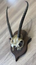 Massacre oryx d'occasion  Tours-