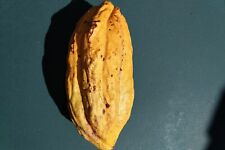Theobroma cacao cocoa for sale  Fort Lauderdale