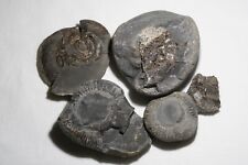 Ammonites whitby prep for sale  WASHINGTON