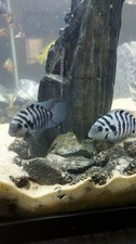 Huge breeding pair for sale  Pittsburg