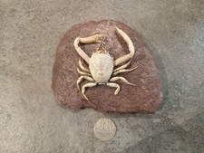 Taxidermied specimen masked for sale  PAIGNTON