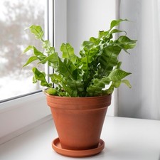Bird nest nidus for sale  Matthews