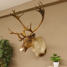 Rentier karibu caribou gebraucht kaufen Rentier karibu caribou gebraucht kaufen  Nagel