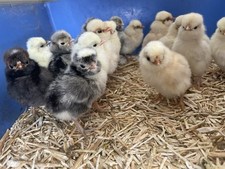 Polish poland chamois for sale  STOCKTON-ON-TEES