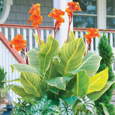 Canna lily pretoria for sale  ROMSEY