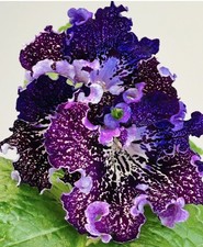 gloxinia for sale  Summerville