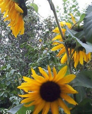 Tournesol fleurs geantes d'occasion  Metz-