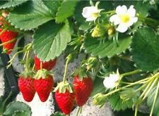 200 graines fraise d'occasion  France