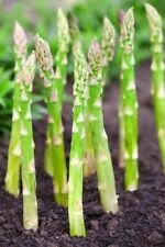 Millennium live asparagus for sale  Russell