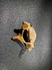 Vertebre ursus spelaeus d'occasion  Condat