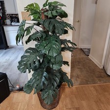 Rubber tree plant for sale  Bel Air