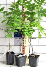 Wisteria blauregen violacea gebraucht kaufen  Bad Bergzabern