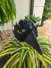 Therian crow raven for sale  Port Orange