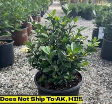 Buttons gardenia pot for sale  Homestead