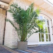 Phoenix canariensis kanarische gebraucht kaufen  Mayen
