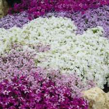Carpet phlox collection for sale  PETERBOROUGH