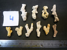 Corals coral acropora d'occasion  Expédié en Belgium