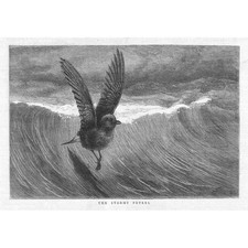 STORM PETREL - Estampa antiga 1880 comprar usado  Enviando para Brazil