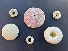 Sea urchin air for sale  BROMYARD