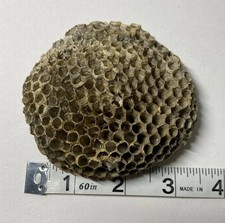 Real wasp nest for sale  Cedar City