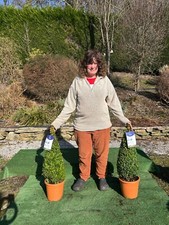 Box topiary cones for sale  MACCLESFIELD