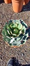 Large agave potaturem for sale  EGHAM