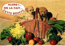 Animals dogs puppies d'occasion  Expédié en Belgium