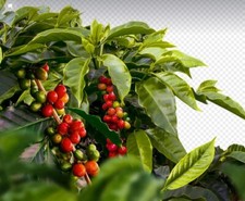 Kaffee exotische große gebraucht kaufen  Kaiserslautern