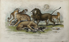 Antique big cats for sale  TORRINGTON