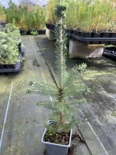 Picea pungens glauca for sale  CHORLEY