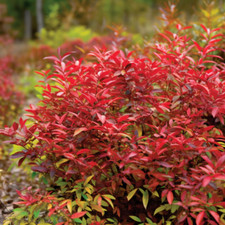 Dwarf nandina firepower for sale  Mcminnville