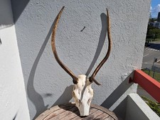 Massacre cerf élaphe d'occasion  Lorient