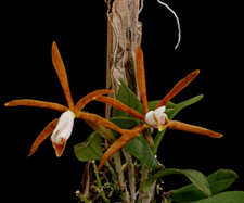 Cattleya araguaiensis species d'occasion  Paris XV