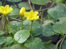 Nymphoides peltata pond for sale  UK
