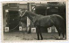 Photo ancienne cheval d'occasion  Paris XI