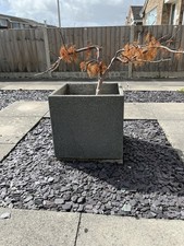 Acer japanese maple for sale  WESTON-SUPER-MARE