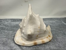 D039 große tritonschnecke gebraucht kaufen  Leutenbach