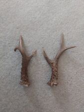 Roe buck deer for sale  MATLOCK