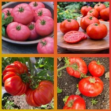 Türkische tomaten set gebraucht kaufen  Willich
