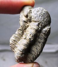Geesops sparsinodosus jemelle for sale  Arlington