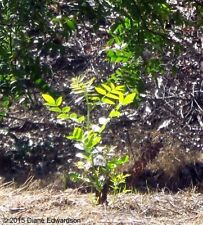 Black walnut two for sale  Paducah