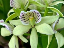 Encyclia species green usato  Spedire a Italy