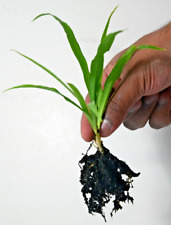 Spider plant green for sale  RAMSGATE