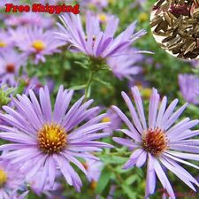 Aromatic aster seeds for sale  Ontario