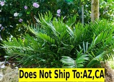 Coontie palm 1gal for sale  Miami