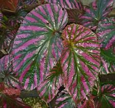 Begonia brevirimosa ssp. for sale  Reddick