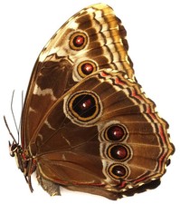 Morpho helenor ctavia gebraucht kaufen  München