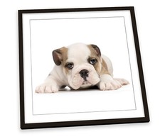British bulldog puppy for sale  UK
